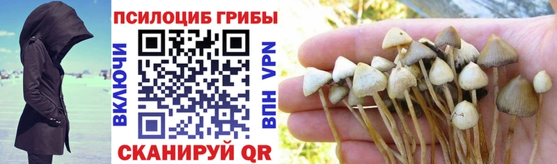 Псилоцибиновые грибы мухоморы  даркнет сайт  Дубна 